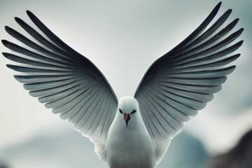 The White Dove, a poem by Akshita Gupta at Spillwords.com