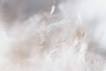 White Feathers, poem by Sinead McGuigan at Spillwords.com