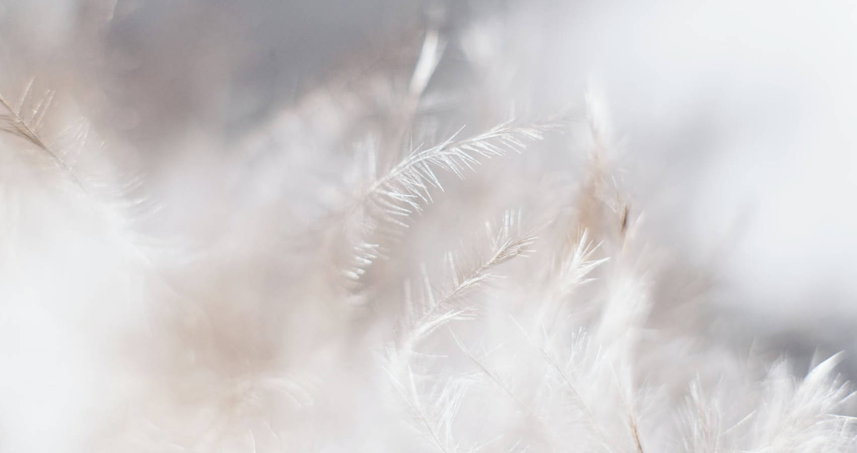 White Feathers, poem by Sinead McGuigan at Spillwords.com