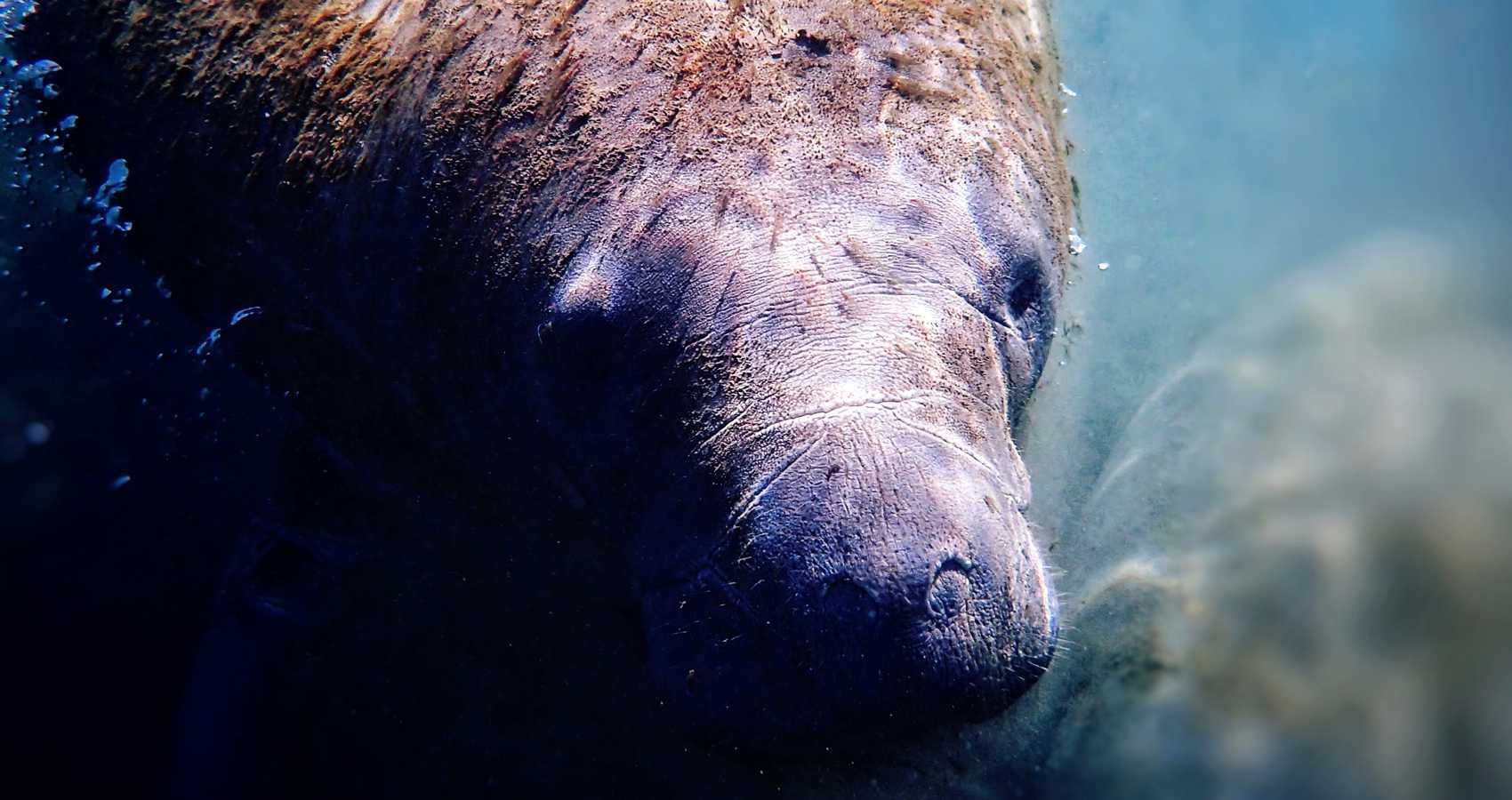 Calmer Seas (Song for Manatees), poem by beachglass at Spillwords.com