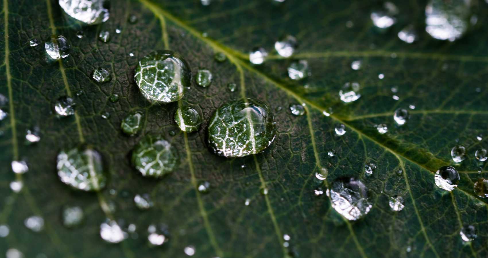 Dew Drops, a poem by Nafisa Shabbir at Spillwords.com
