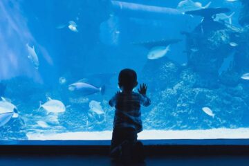 Finding Joy at The Aquarium, poetry by Peggy Gerber at Spillwords.com