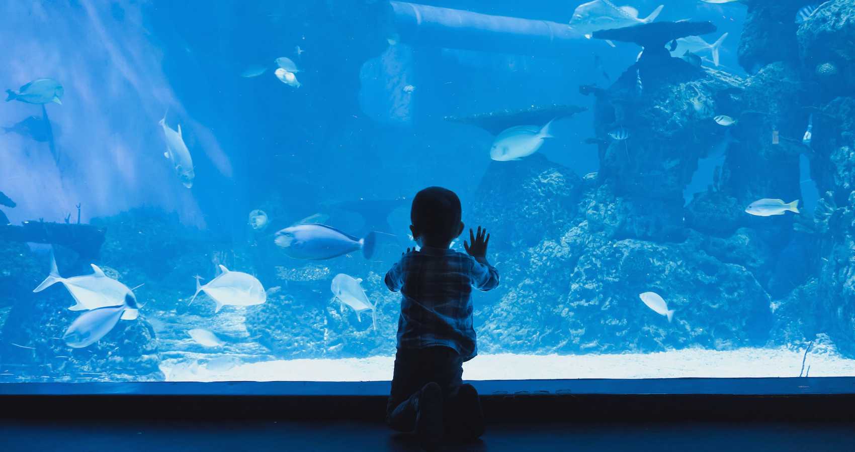 Finding Joy at The Aquarium, poetry by Peggy Gerber at Spillwords.com