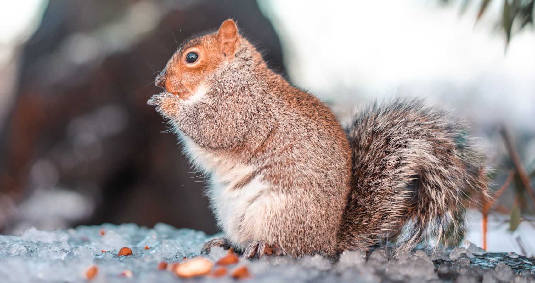 The One-Eared Squirrel, a haiku by J. D. Nelson at Spillwords.com