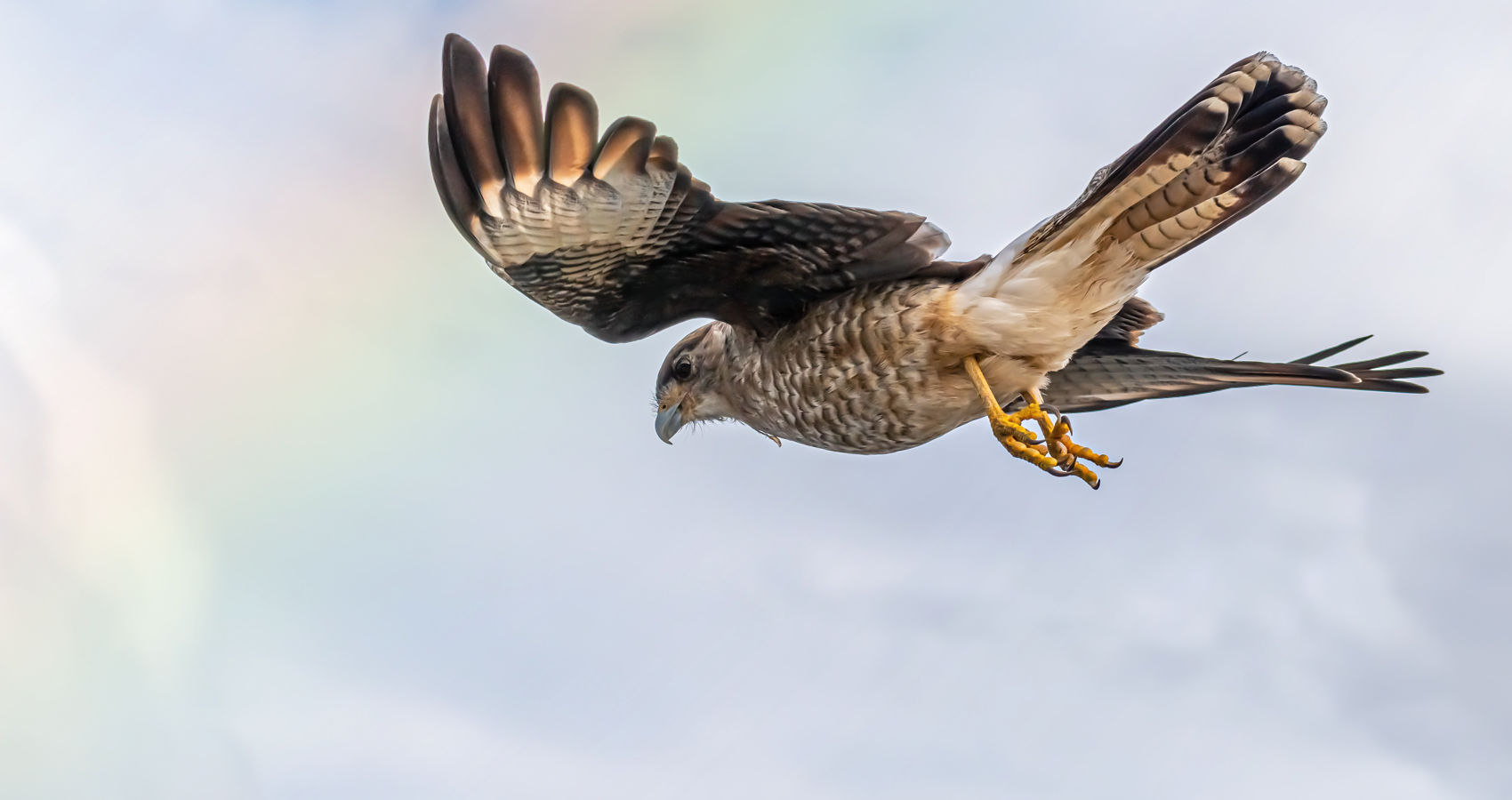 Tipping a Falcon's Wing, poem by Ken Allan Dronsfield at Spillwords.com