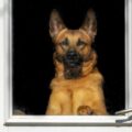 Dog at The Door, poetry by Bob Laurie at Spillwords.com