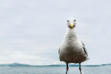 Gulls, flash fiction by LJ Jacobs at Spillwords.com