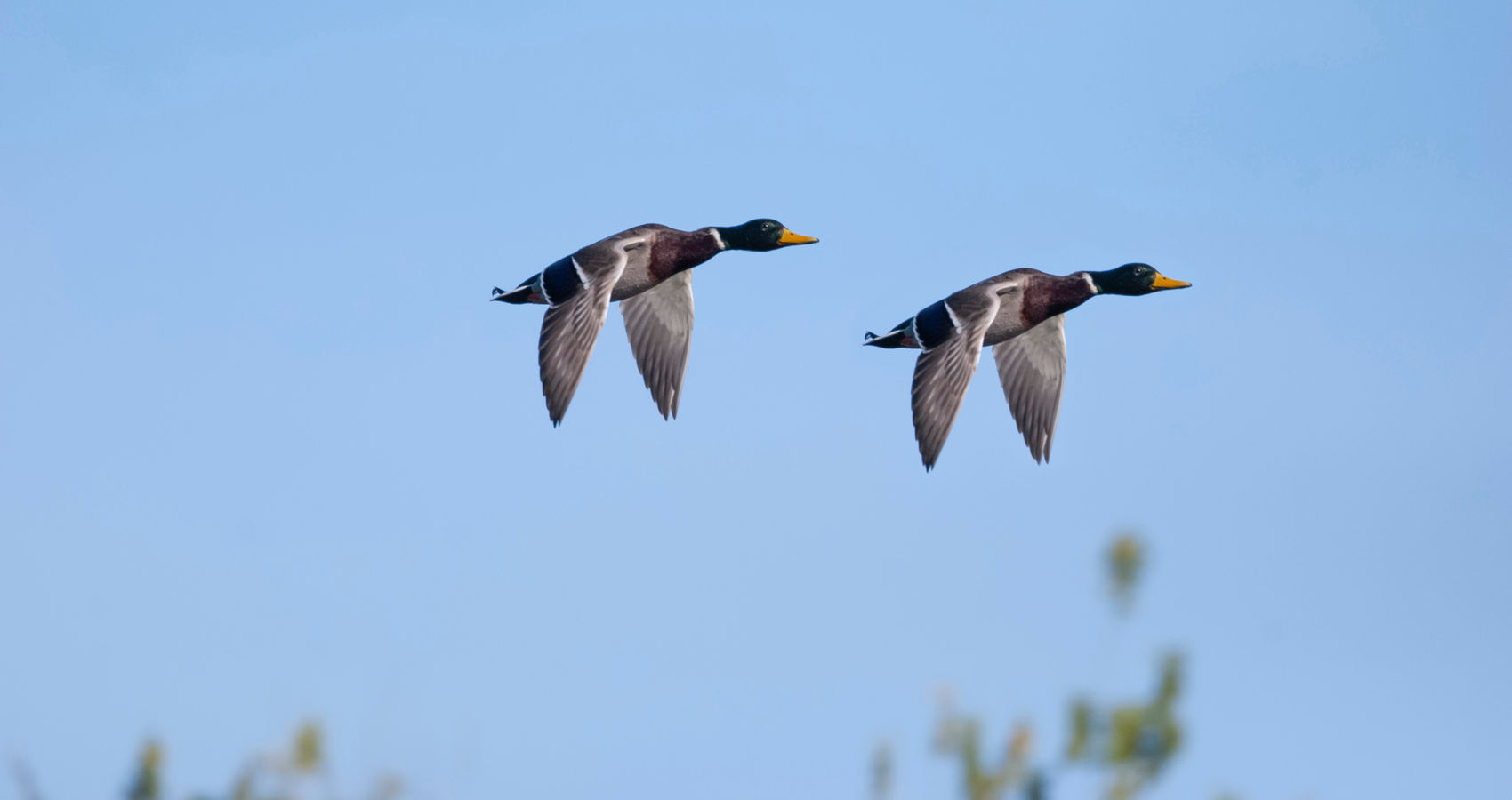 Mallards, Mounted on a Chimney Wall, poetry by D. R. James at Spillwords.com