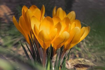 Revealing The Spring, poem by Bruce Levine at Spillwords.com