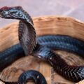 Rope-Snake, a short story by B. Jeyamohan at Spillwords.com
