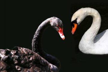 Black Swan, poem by Glynn Sinclare at Spillwords.com
