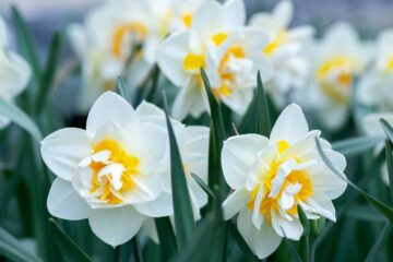 Daffodils, a short story by Julie Lindsell at Spillwords.com