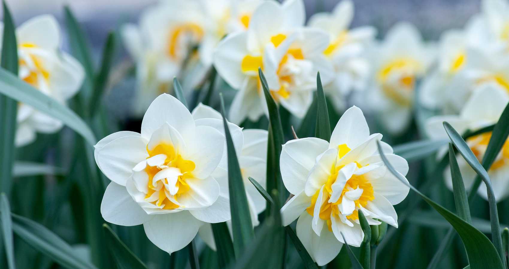 Daffodils, a short story by Julie Lindsell at Spillwords.com
