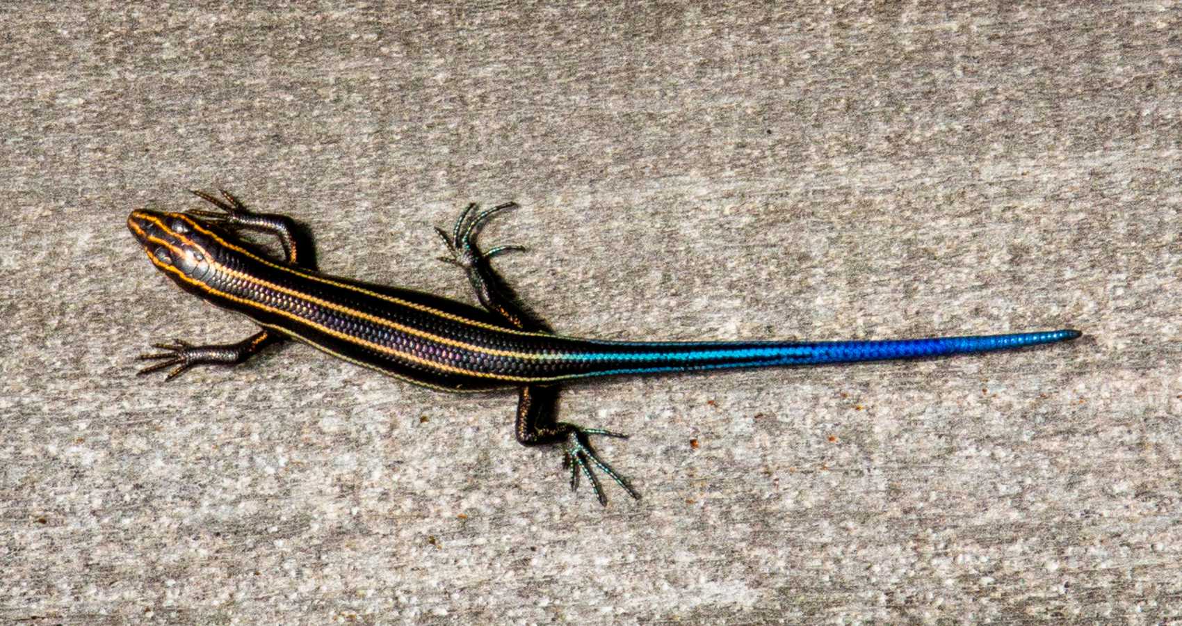 Ode to a Would-Be Swimmin’ Skink, a poem by Eric Robert Nolan at Spillwords.com