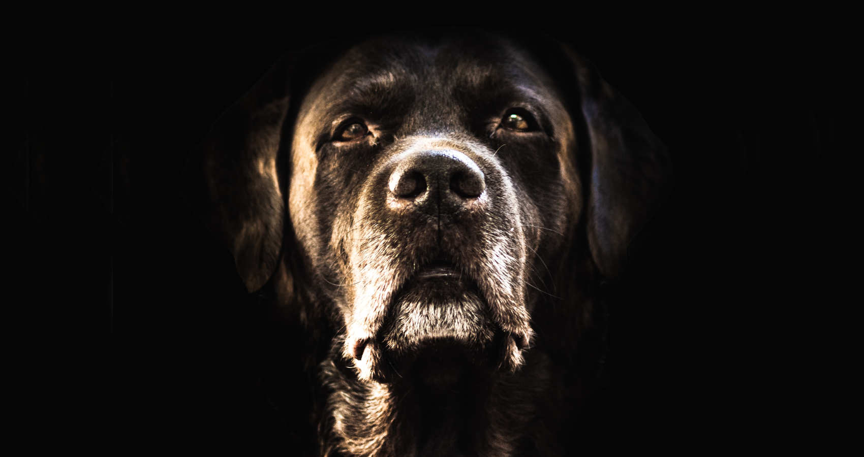 The Black Dog, poetry by Nobby66 at Spillwords.com