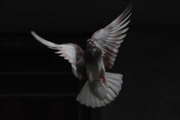 Days of The Darkened Dove, poetry by Hayden McCain at Spillwords.com