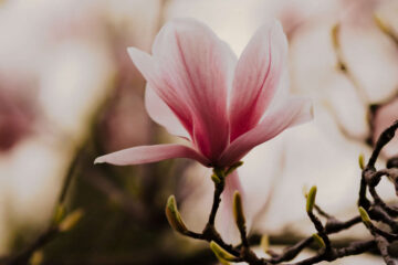 Lily Magnolia, a poem by Jim Wingrove at Spillwords.com