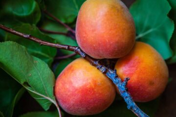 Ode to Mangoes, a poem by Deepali Pradhan at Spillwords.com