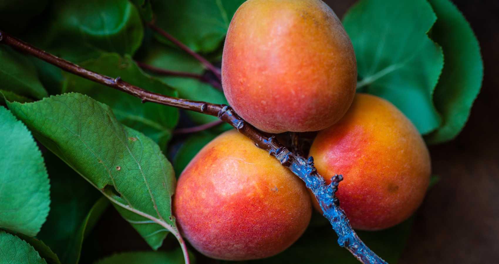 Ode to Mangoes, a poem by Deepali Pradhan at Spillwords.com