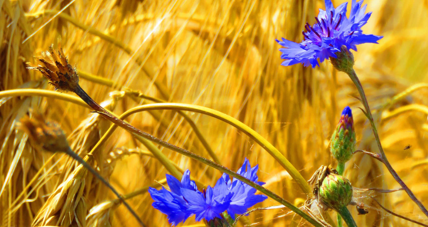 The Cornflower, poetry by Kate Aranda Nye at Spillwords.com