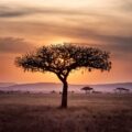 Africa Tribute, poetry by Maciej Pająk at Spillwords.com