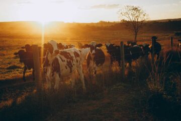 Delight of Cows, poetry by Elizabeth Barton at Spillwords.com