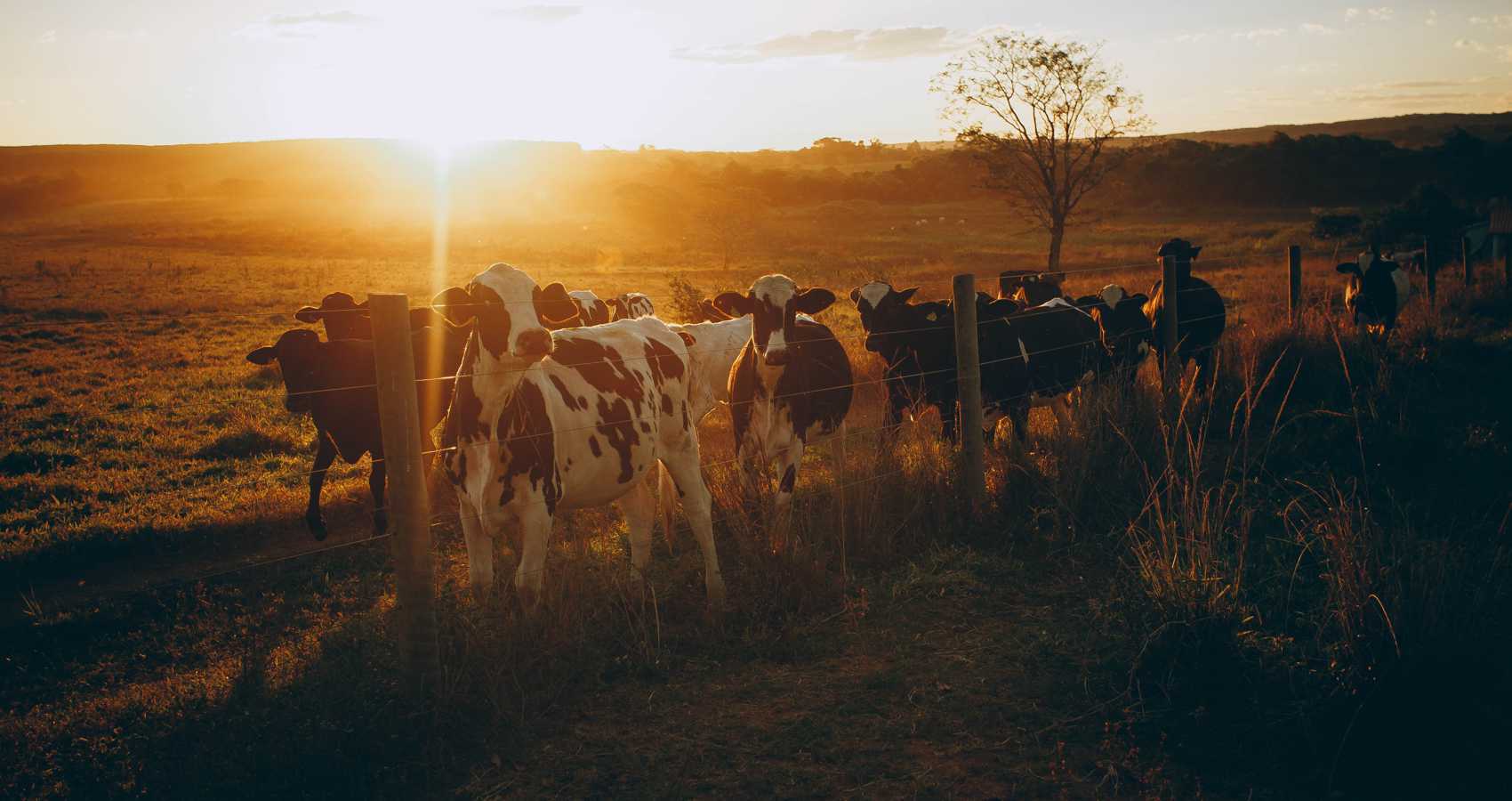 Delight of Cows, poetry by Elizabeth Barton at Spillwords.com