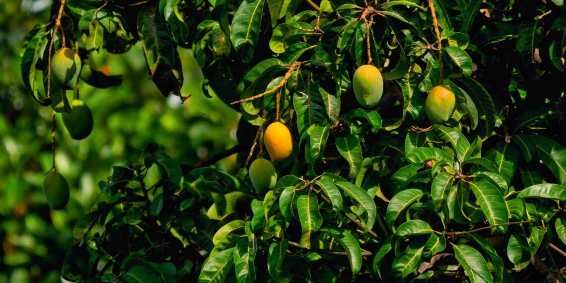 Mango Grove, poetry by Vipanjeet Kaur at Spillwords.com