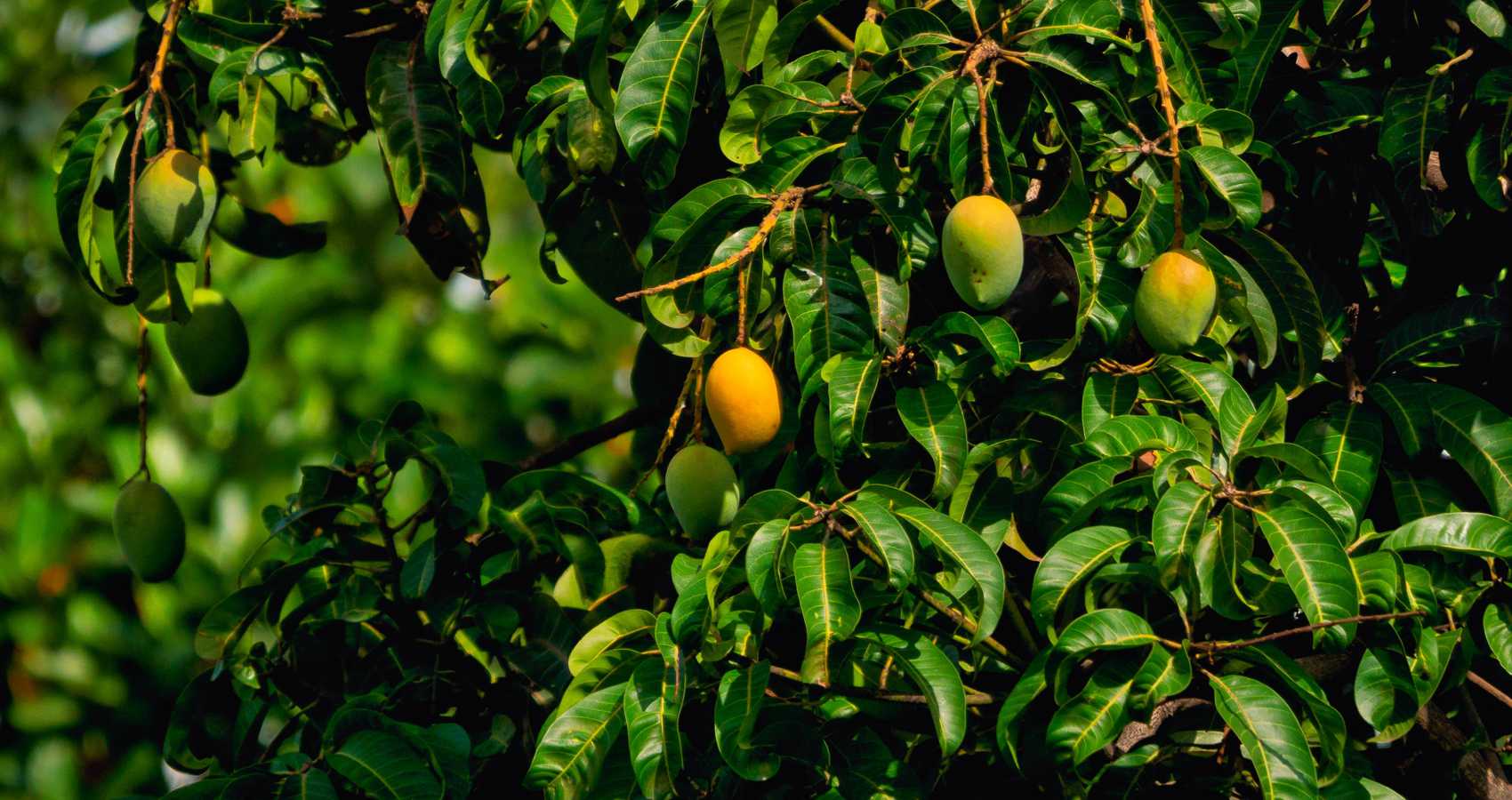 Mango Grove, poetry by Vipanjeet Kaur at Spillwords.com