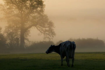 The Scene From Our Window, a poem by Beverley Joughin-Robson at Spillwords.com