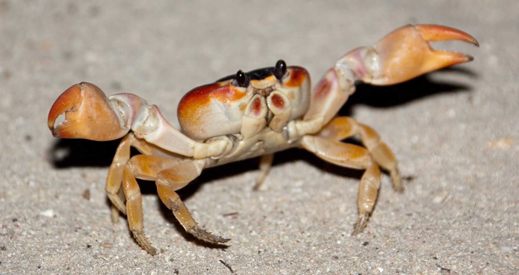Crab Island, flash fiction by Leslie Rider at Spillwords.com