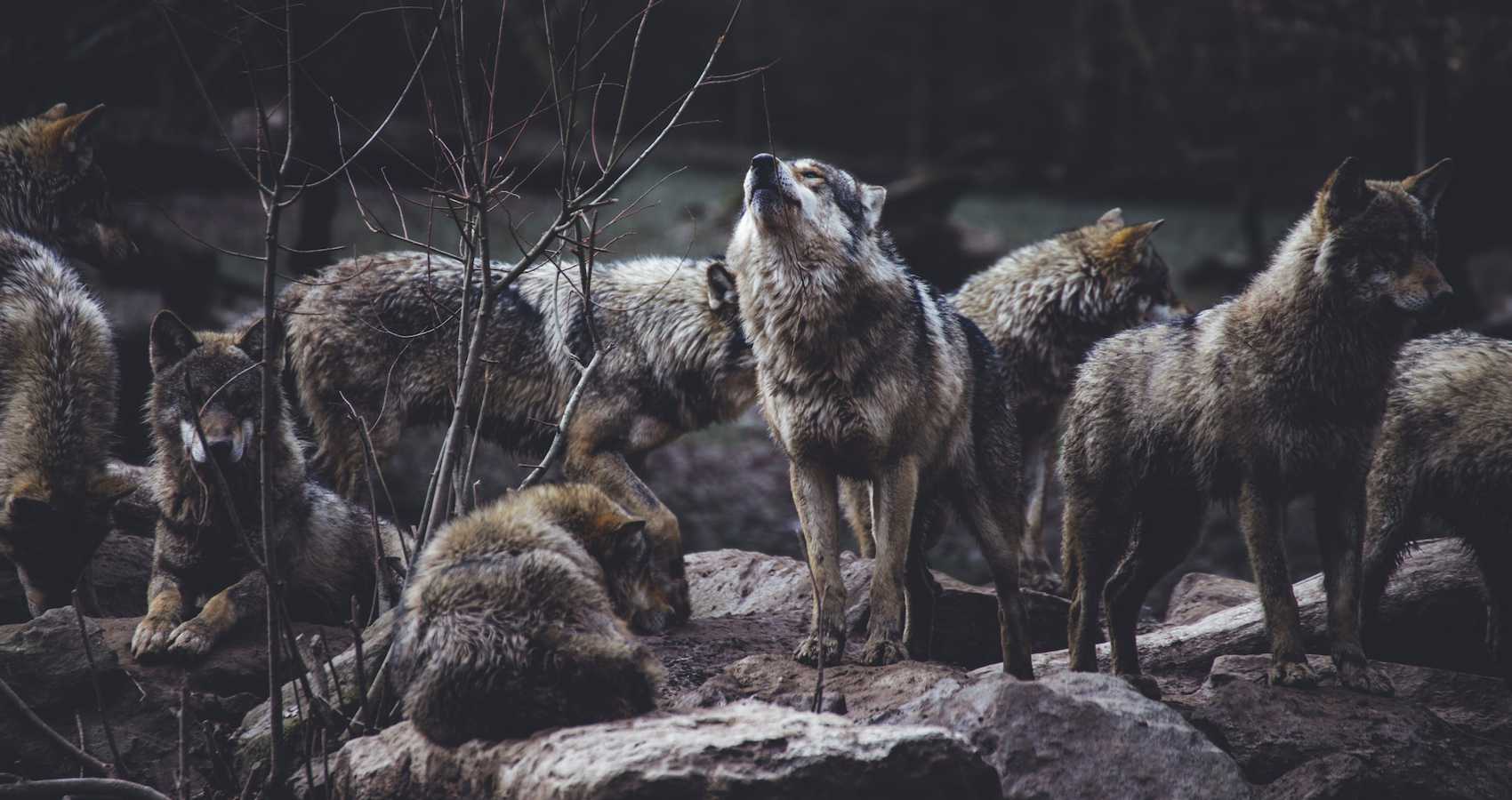 Wolves and Flies, flash fiction by Tim Law at Spillwords.com