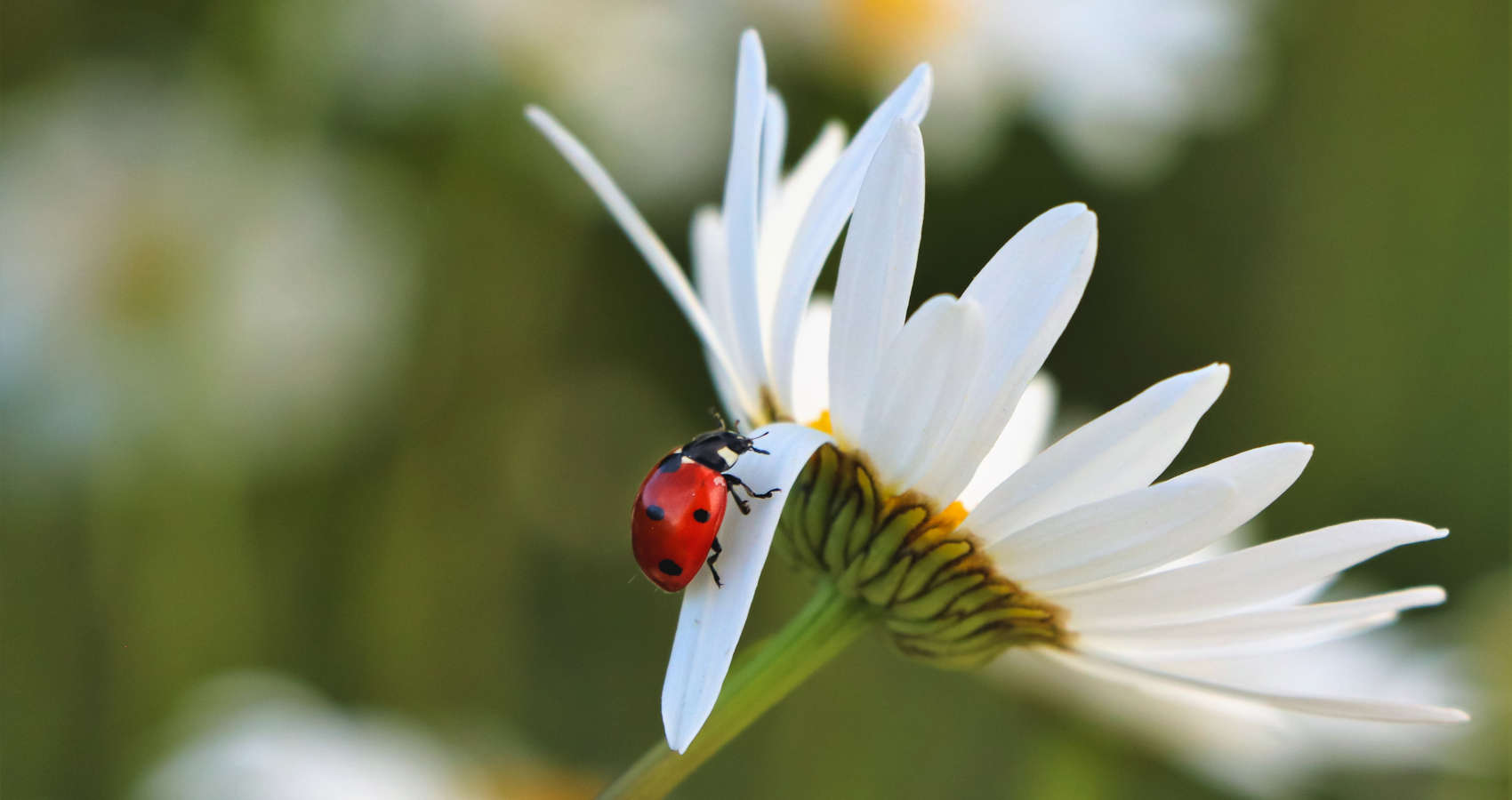 Like a Ladybird on a Daisy, poetry at Spillwords.com