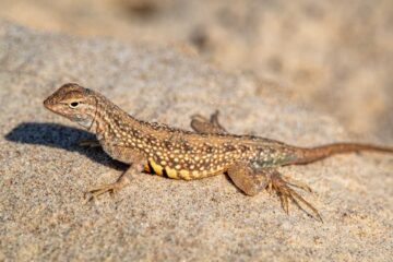 Lizard Lounging, poetry by Lynn White at Spillwords.com