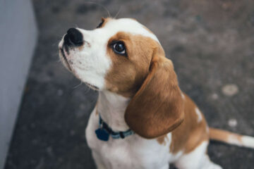 My Beagle, poetry by Lanre Badmus at Spillwords.com