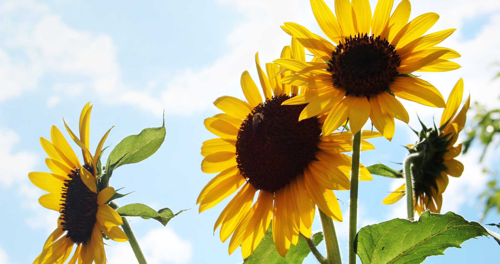 Sunflowers, poetry by D A Angelo at Spilwords.com