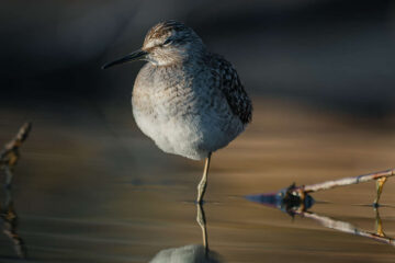 Sandpiper, a poem by Clive Grewcock at Spillwords.com