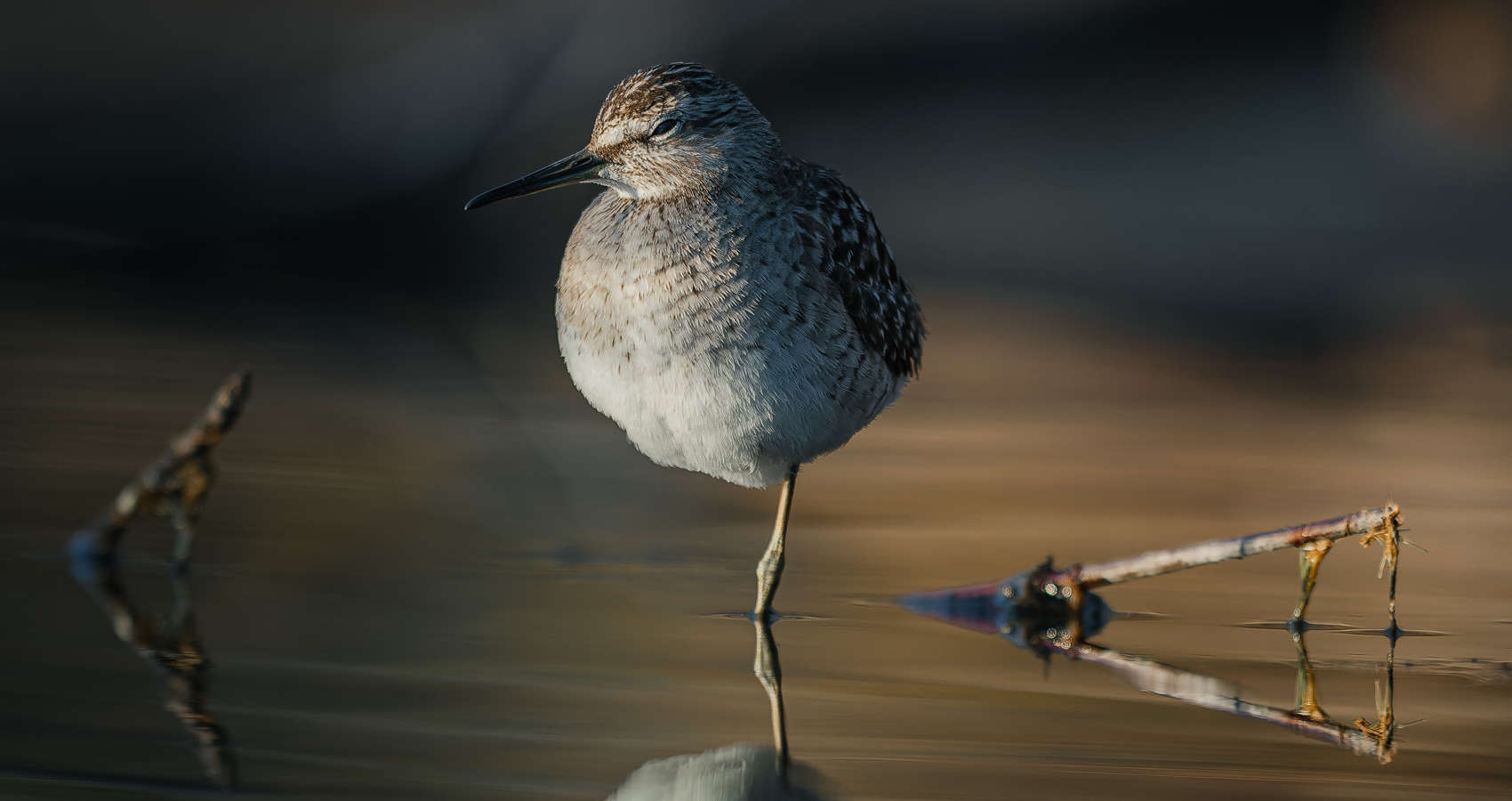 Sandpiper, a poem by Clive Grewcock at Spillwords.com