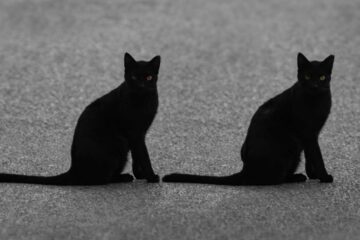 Two Black Cats, story by Tamara Lindsay at Spillwords.com