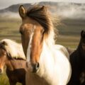 Where The Wild Horses Roam, poetry by Sunmy Brown at Spillwords.com