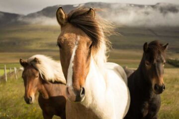 Where The Wild Horses Roam, poetry by Sunmy Brown at Spillwords.com