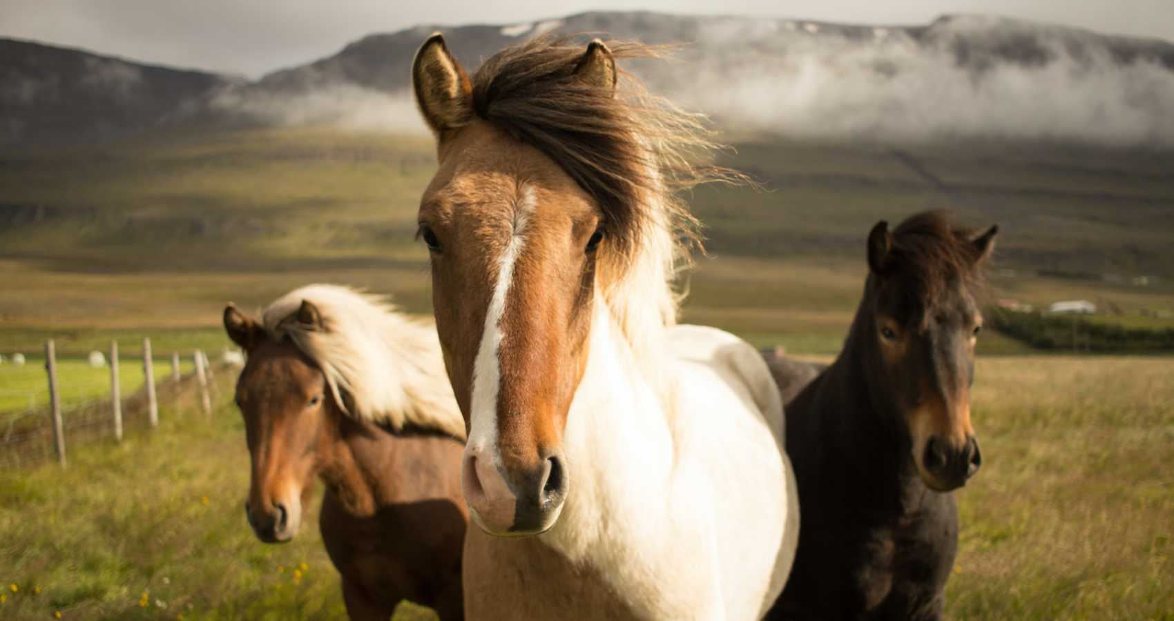 Where The Wild Horses Roam, poetry by Sunmy Brown at Spillwords.com