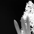 White Hyacinths, poetry by Jan Sargeant at Spillwords.com