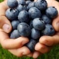 Blueberries, flash fiction by Jim Bates at Spillwords.com