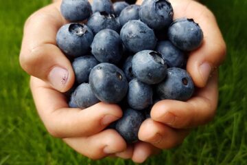 Blueberries, flash fiction by Jim Bates at Spillwords.com