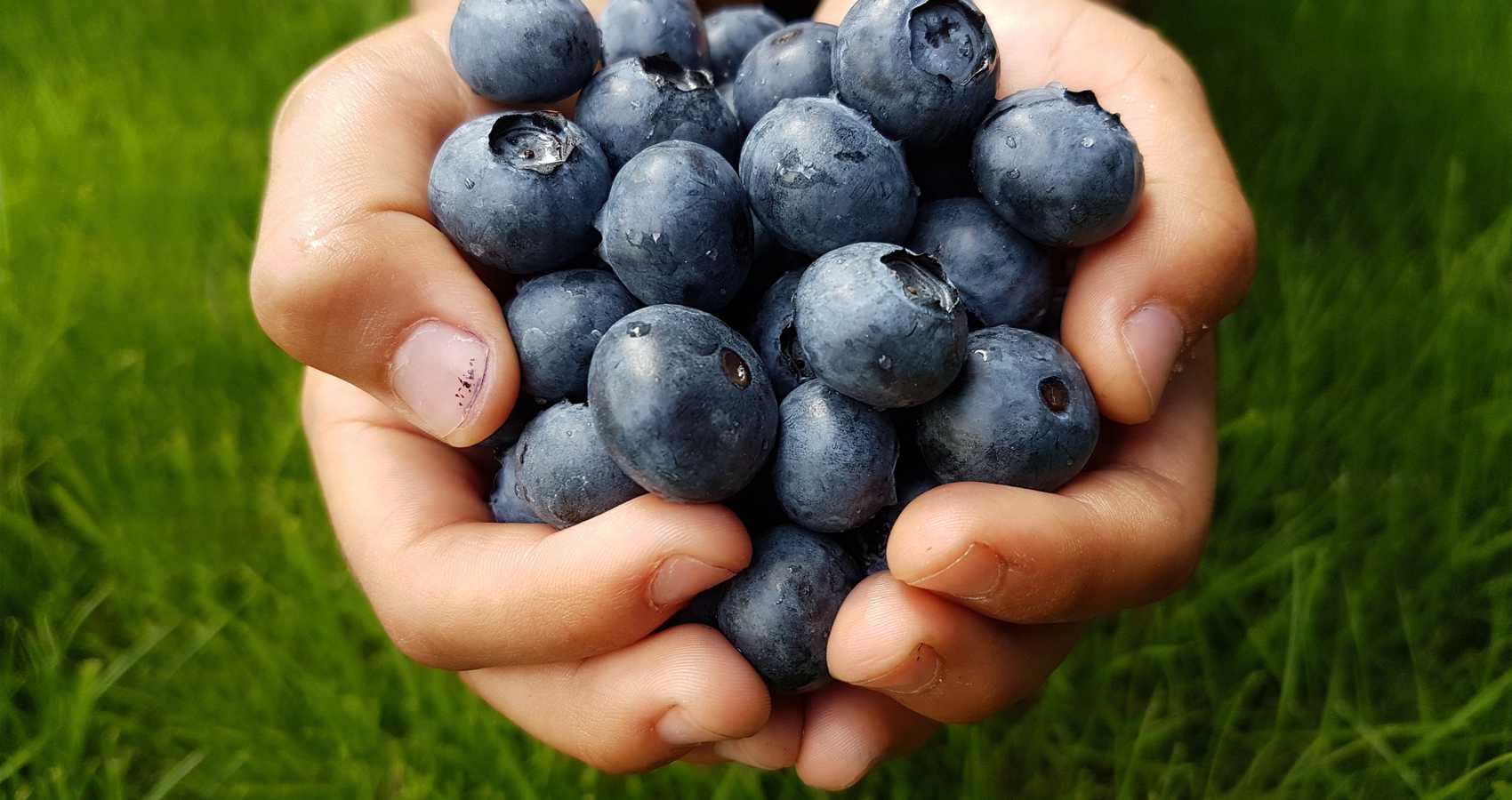 Blueberries, flash fiction by Jim Bates at Spillwords.com