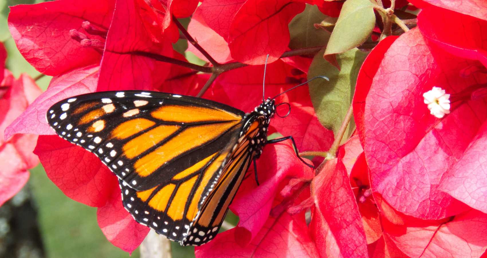 Butterfly and Bougainvillea by Laurie Kuntz at Spillwords.com