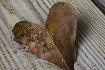 Ode to a Leaf, a poem by Naleenee Mohan at Spillwords.com