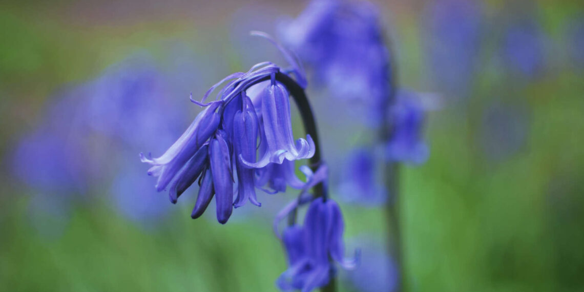 Blue, a poem by Eric Robert Nolan at Spillwords.com