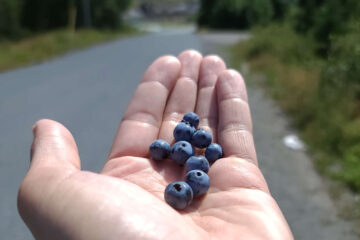 Blueberry Hill, a poem by Ash Douglas at Spillwords.com